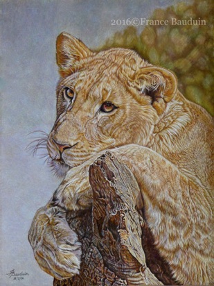 Tag Lion Cub - 76 hours
Brown Pastelmat
13.2" x 17.8"
Ref: Kathy Newton